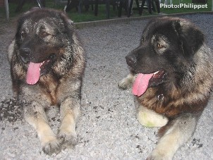 Fury et Furko 23 months